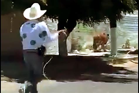 Video Shows Mexican Man In Cowboy Hat Lassoing Loose Tiger