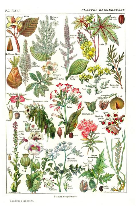 Vintage Larousse Toxic Poisonous Plants Botanical Illustration
