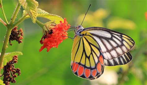 Butterfly Nature Insects Macro Zoom Close Up Wallpaper