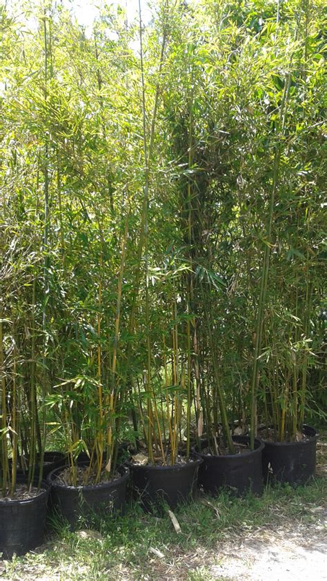 Bambusa Textilis Weavers Bamboo Bte Bamboo Sourcery Nursery