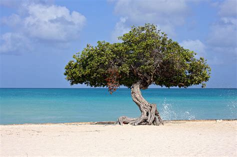 Tourist Attractions In Aruba Most Beautiful Places In