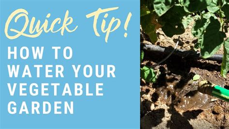 How To Water Your Garden Quick Beginner Gardening Tips Youtube