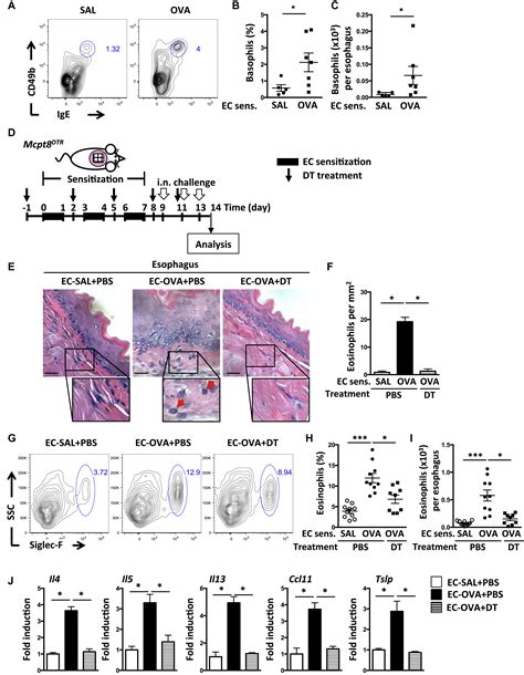 Allergic Skin Sensitization Promotes Eosinophilic Esophagitis Through