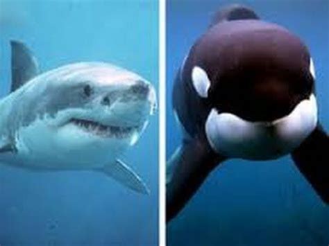 Do Sharks And Killer Whales Fight - WHADOQ