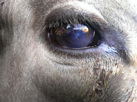 Treatment Of Pink Eye In Cattle Cadfor