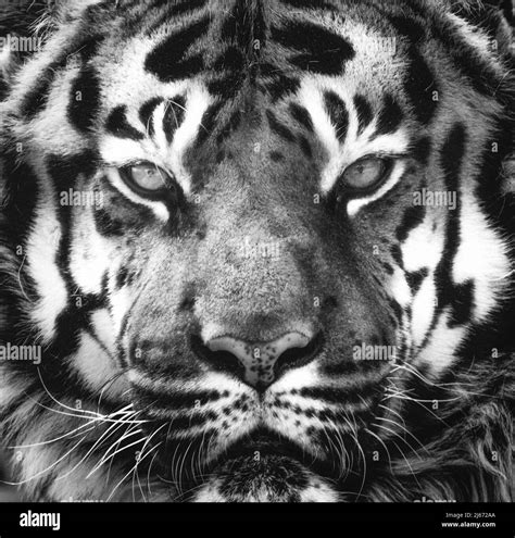 Siberian Tiger Portrait In Black And White With High Contrast Stock
