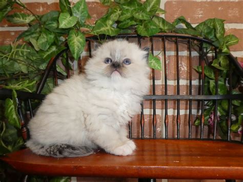 Three beautiful kittens for sale in need of a great home! Ragdoll Cats For Sale | East Earl, PA #291465 | Petzlover