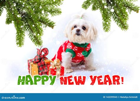 Little White Dog New Year Greetings Stock Image Image Of White