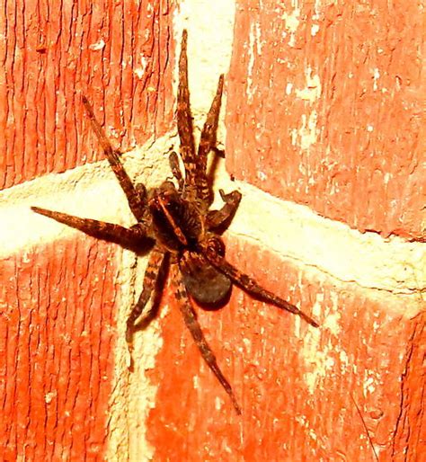 Wolf Spider Tigrosa Georgicola Bugguidenet
