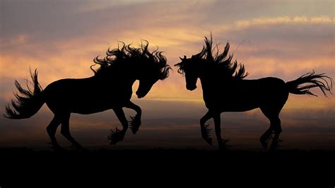 Hd Wallpaper White Horse Nature Stallion Animals Rides Sea Beach