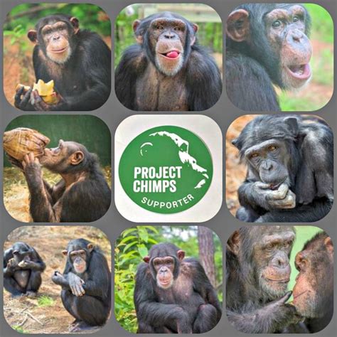 Project Chimps Sanctuary For Chimpanzees Retired From Medical Research