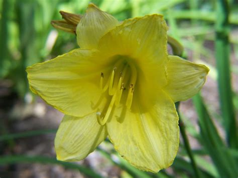 Full sun to partial shade. Gardening and Flowers: Yellow Day Lily