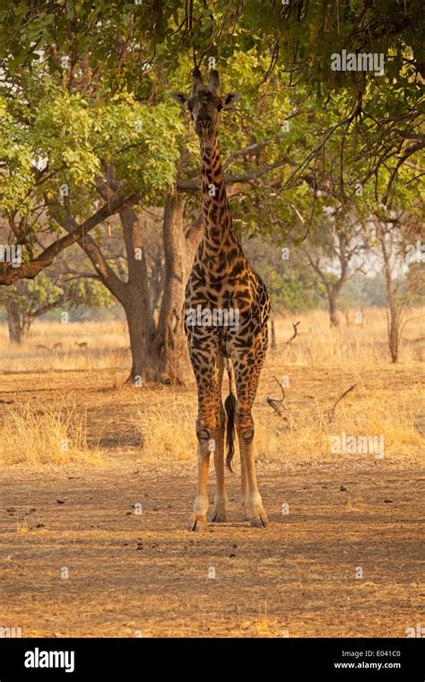Thornicroft Giraffe South Luangwa National Park Zambia Stock Photo Alamy