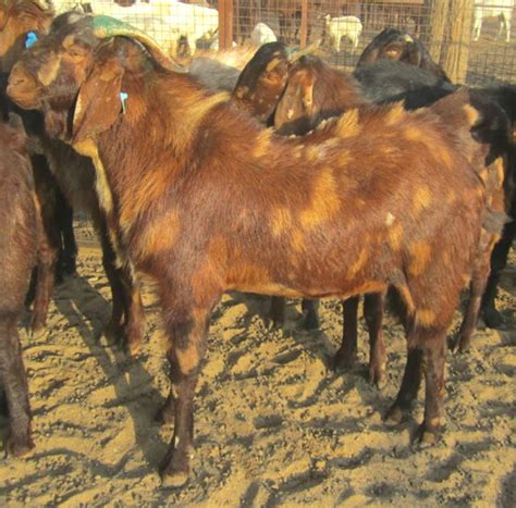Sirohi Goat Roys Farm