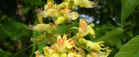 One of the most popular trees. Ohio Buckeye, Horse Chestnut Aesculus 'Autumn Splendor'