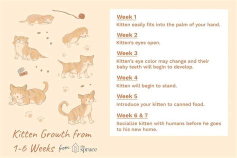 Kittens Week By Week Cute Baby Kittens