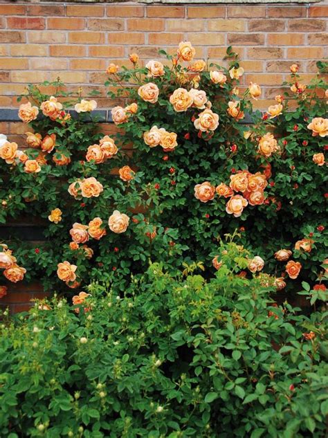 10 Beautiful Easy To Grow Climbing Roses For Your Garden Hgtv