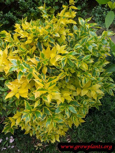 Us/na plant yes state distribution az, ca, fl, hi, la, pr, tx, vi growth habit tree, shrub … usda plant characteristics. Duranta erecta Golden edge - How to grow & care