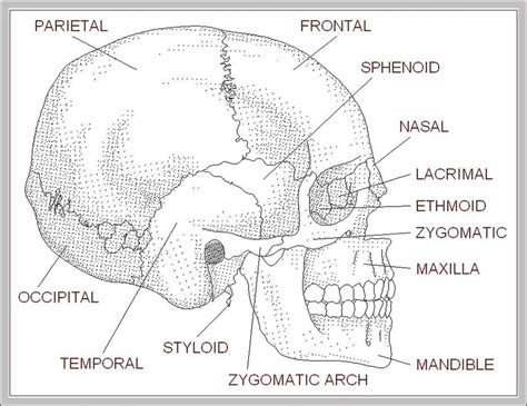 Human Skull Diagram With Labels Image Anatomy System Human Body