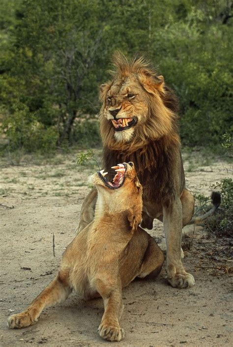 Fang Tastically Gnarly By Rudi Hulshof “lion Expressions When Mating