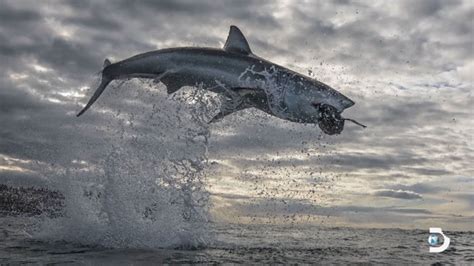 Great White Shark Makes A Record Breaking 15 Feet Jump Out Of The
