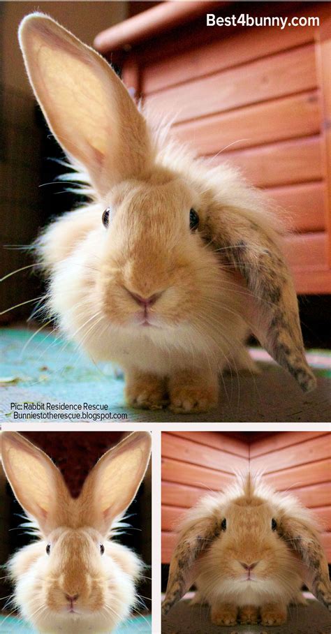 Bunnies With Helicopter Ears And Their Mirrored Images Make More Cute