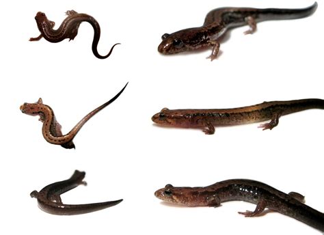 Allegheny Mountain Dusky Salamander Desmognathus Ochropha Flickr