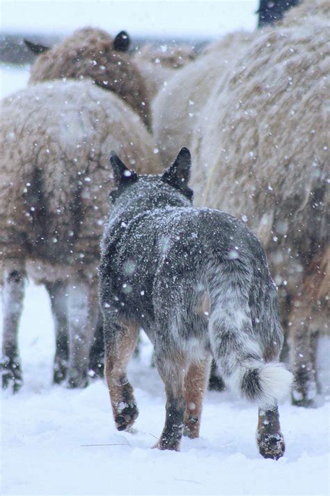 Blue Heeler Herding In The Snow Cattle Dogs Cattle Dogs Cattle Ranch