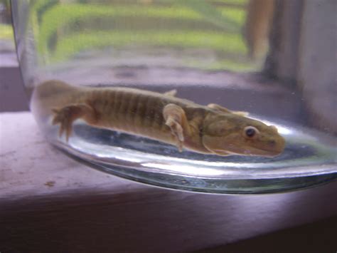 Barred Tiger Salamander Metamorphosis Day Of Metamorph Flickr