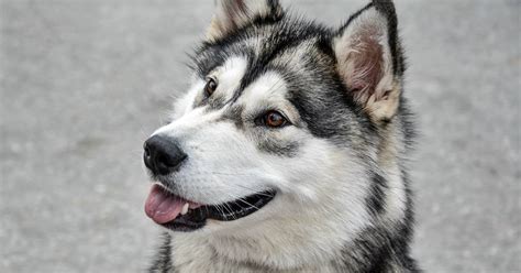 Esistono quindi delle razze di cani che sbavano più di altre. Alaskan Husky, aspetto e caratteristiche: dai colori al ...