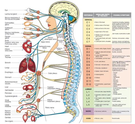 11 Human Body Systems Chart