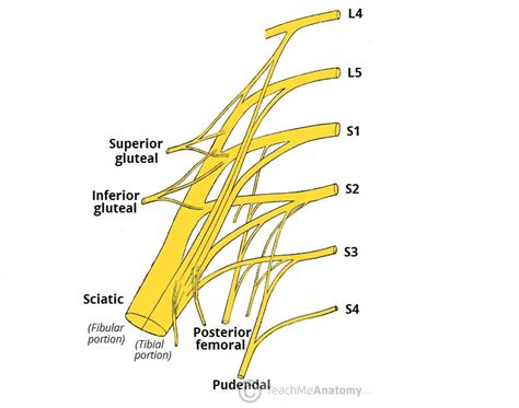 The Sacral Plexus Spinal Nerves Branches Teachmeanatomy