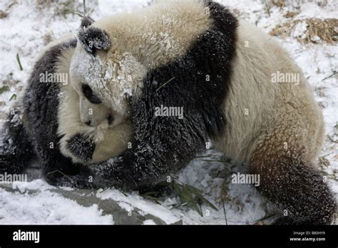 Panda Gigante Cachorros Jugando En La Nieve De Wolong Sichuan China