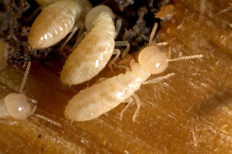 Protecting Your Home From Termites Mississippi Magnolia