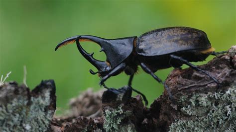 It begins with the female beetle laying hundreds of tiny, oval white or yellow eggs, usually on a leaf or in rotten wood. The best places to spot Africa's Small Five | Discover ...