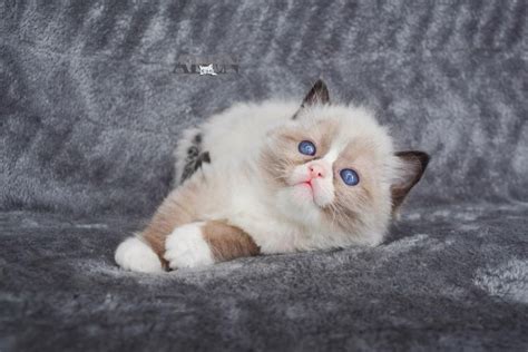 Cats for sale in jeddah. Ragdoll Cats for Sale - Ragdoll Breeder Ontario Canada ...