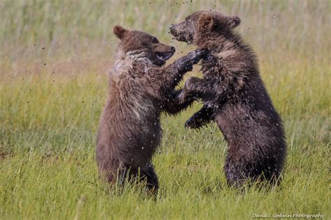 The Cute Cubs Photographing Grizzly Bears Part 4