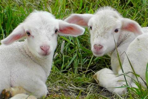 14 Fun Facts About Sheep Thatsfarmingcom