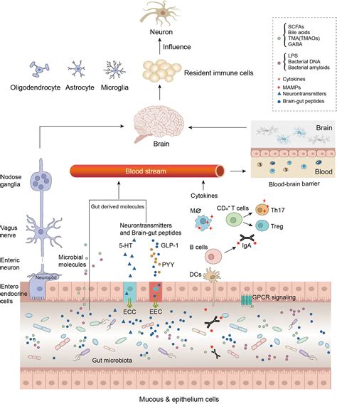 Frontiers Implications Of Gut Microbiota In Neurodegenerative Diseases