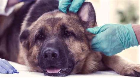 6 Symptoms Of A Dog With Rabies Petcarerx