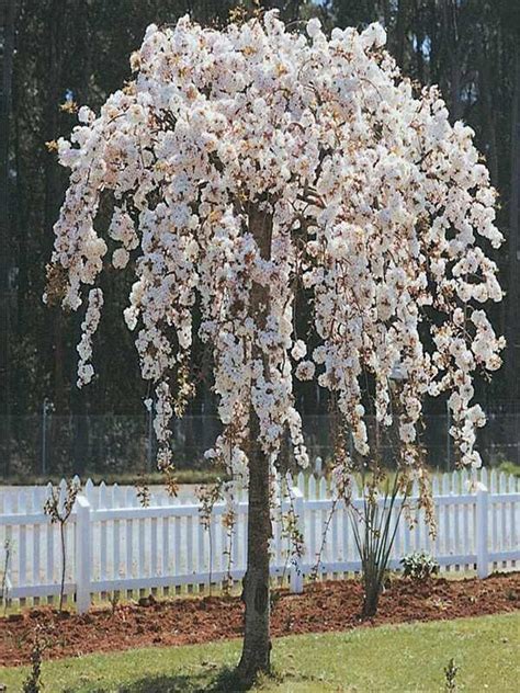 Prunus Pendula Weeping Cherry Neth Plant