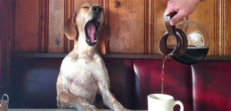 The Effects Of Caffeine On Dogs Mundo Perros