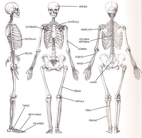 El Cuerpo Humano Los Huesos Del Cuerpo Humano