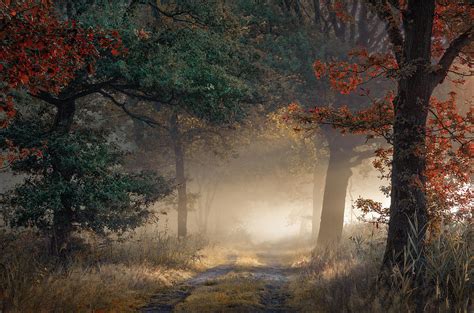 Early Autumn In A Misty Forest Photograph By Rob Visser Fine Art America