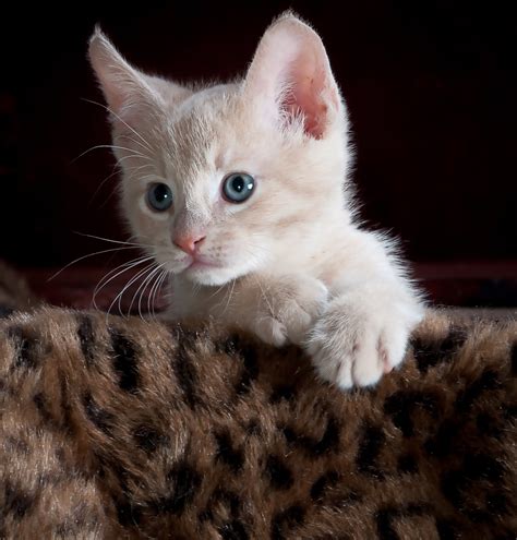 Free Images Animal Cute Pet Fur Young Kitten Feline Friendship