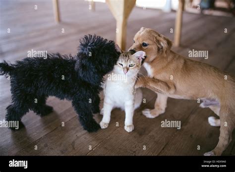 Dogs And Cats Are Playing Together 2 Dogs Trying To Tease A Cat Stock