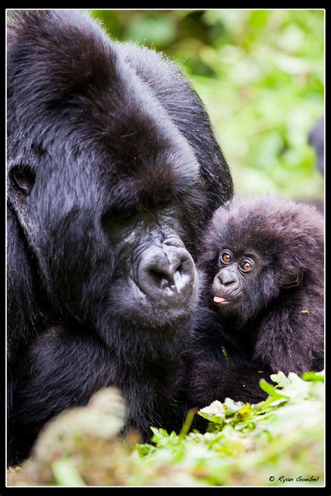 P Baby Silverback Gorilla Sticks His Tongue Out At Flickr