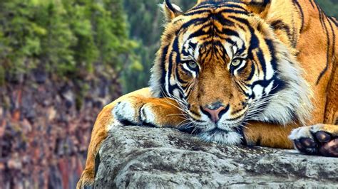 10 Most Popular Wild Animals Wallpapers Free Download Full Hd 1920×1080