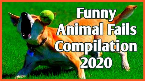Try Not To Laugh Watching Funny Animal Fails Compilation 2020 Youtube