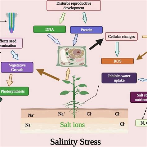 Salinity Stress Reduced The Osmotic Potential Water Uptake And It